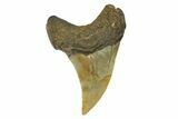Rare, Fossil Shark (Parotodus) Tooth - South Carolina #274500-1